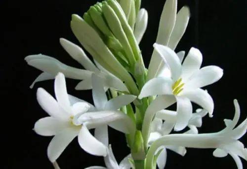 月下香,探寻古典诗意与生活美学