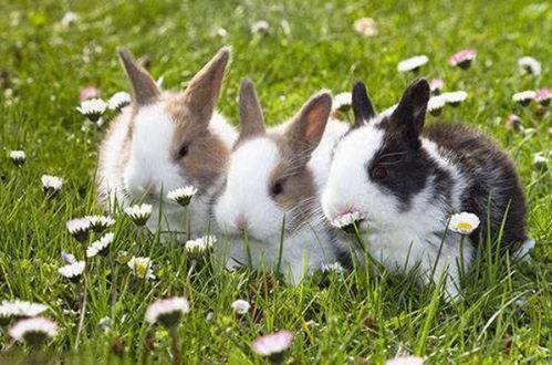 幸福的兔子,探寻幸福生活的秘密之旅
